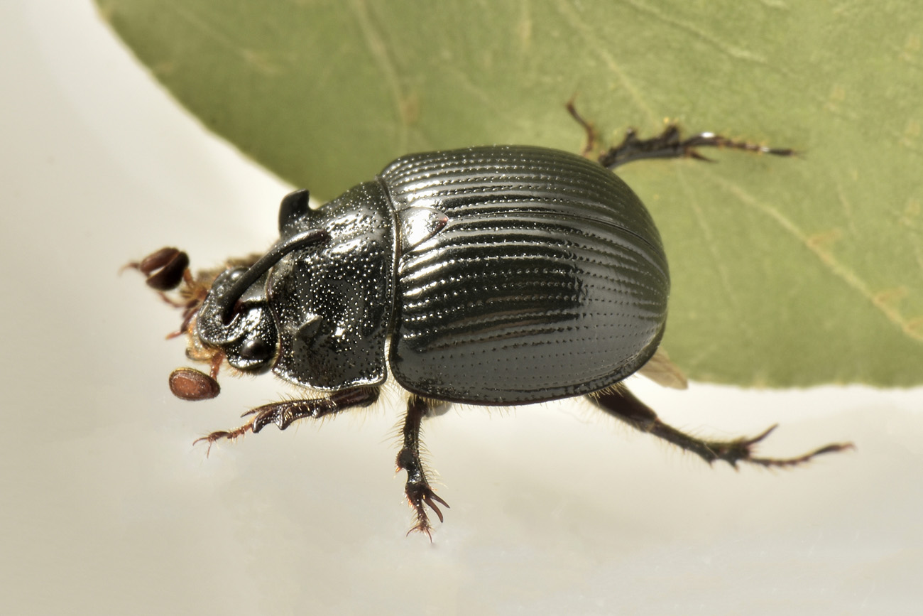 Geotrupidae: Odonteus armiger? S.